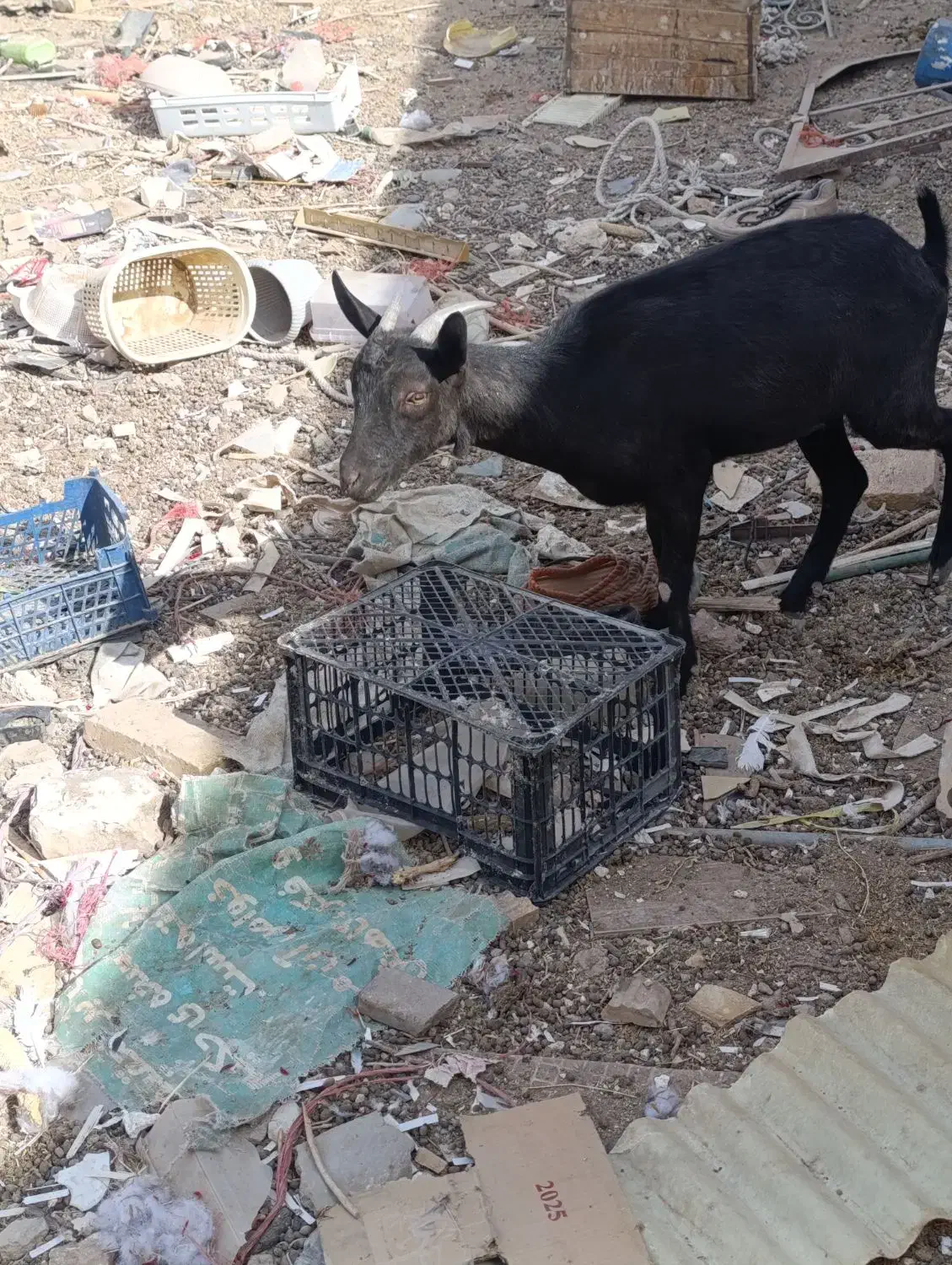 بز نژاد دار|حیوانات مزرعه|رفسنجان, |دیوار