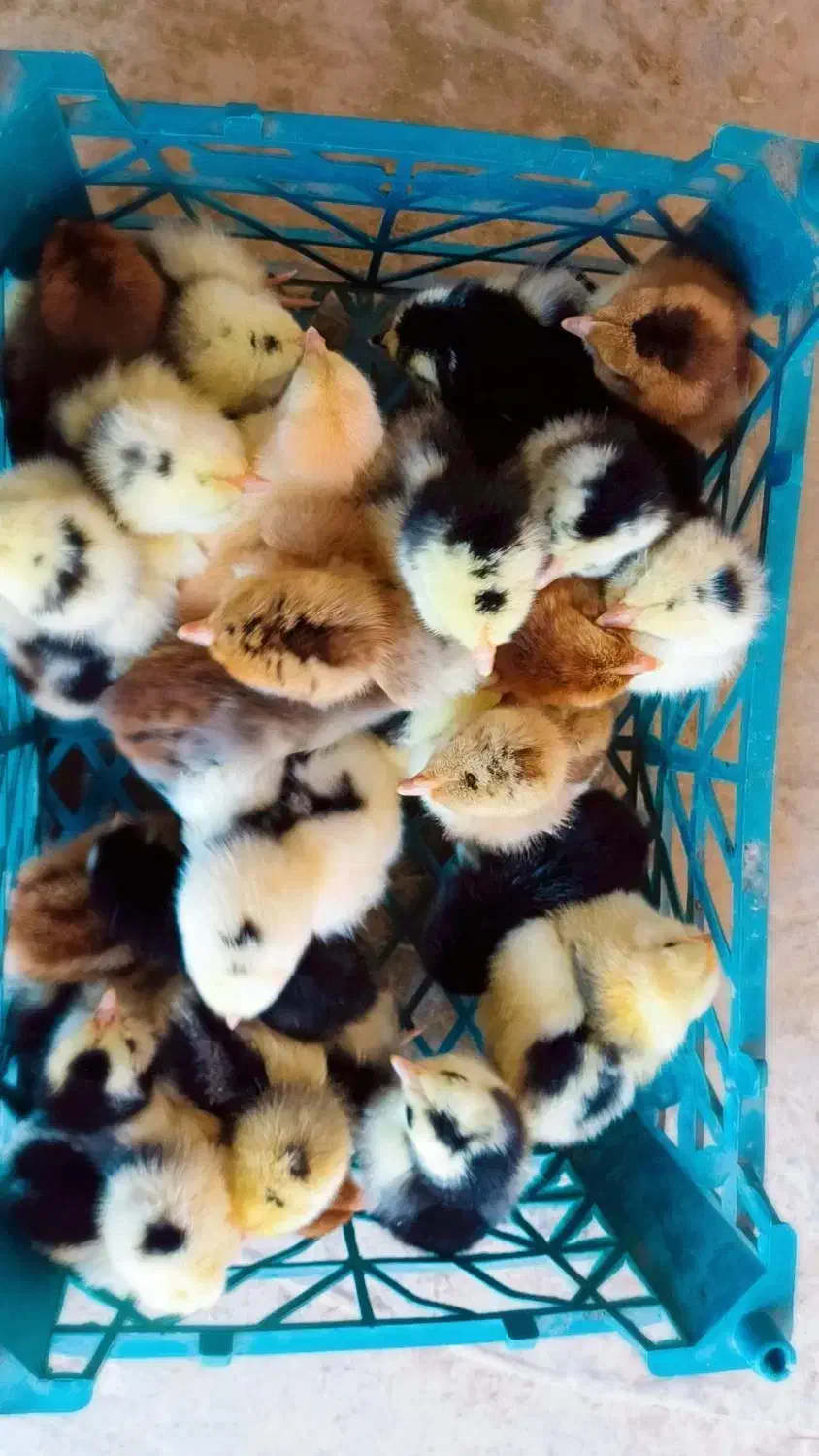 جوجه گلین لری|حیوانات مزرعه|قائم‌شهر, |دیوار