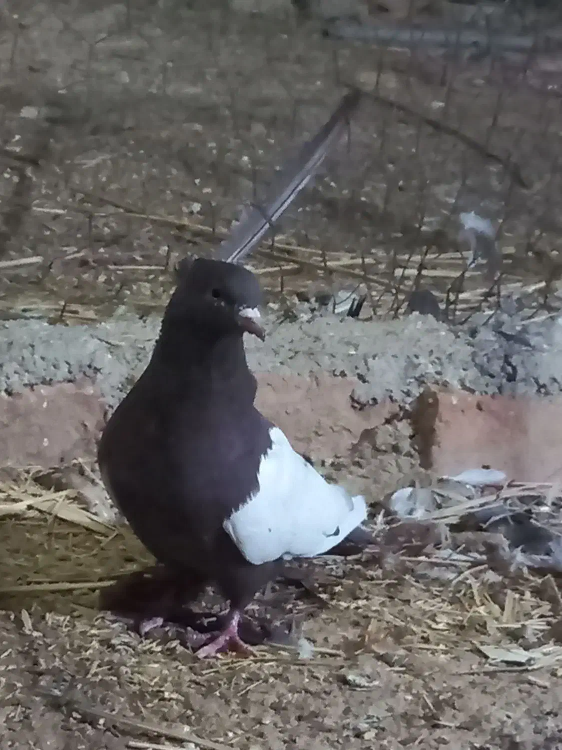 سینه قهوه ای|پرنده|مرودشت, کناره|دیوار