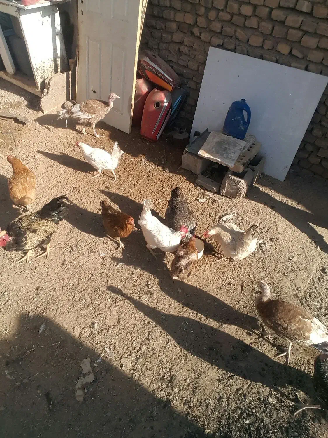 مرغ وخروس قیمت پایینترازهمجا|حیوانات مزرعه|خواف, |دیوار