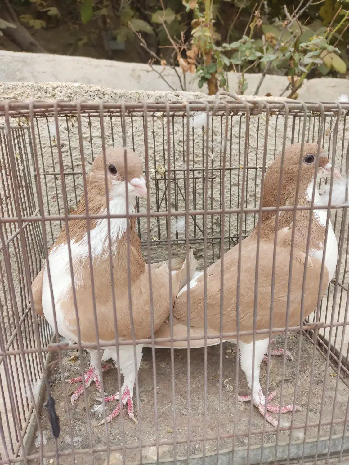 کبوتر نرماده خوش رنگ زرد|پرنده|کازرون, |دیوار