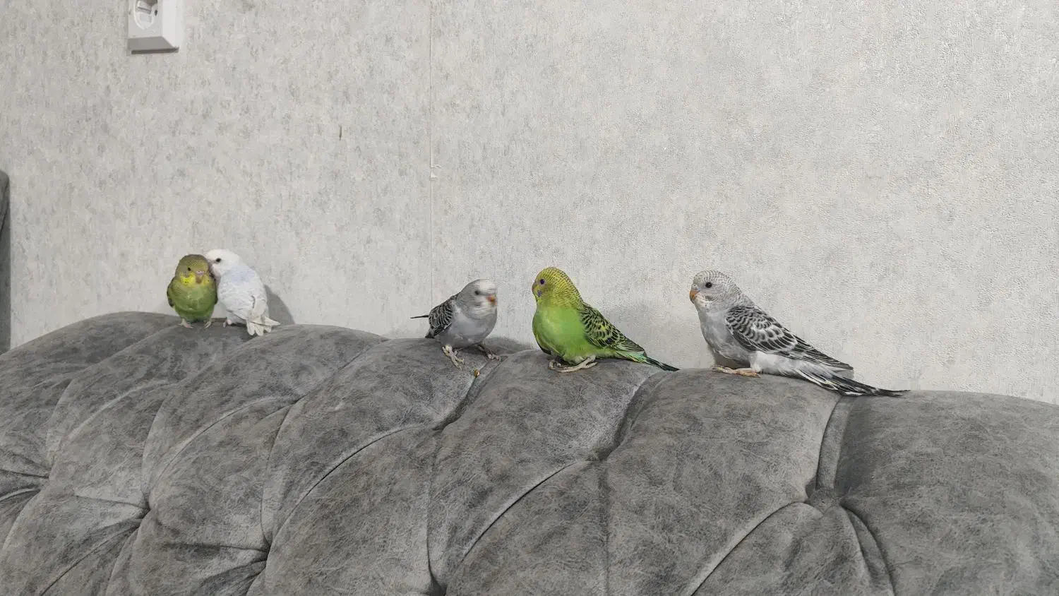 مرغ عشق|پرنده|شیراز, بریجستون|دیوار