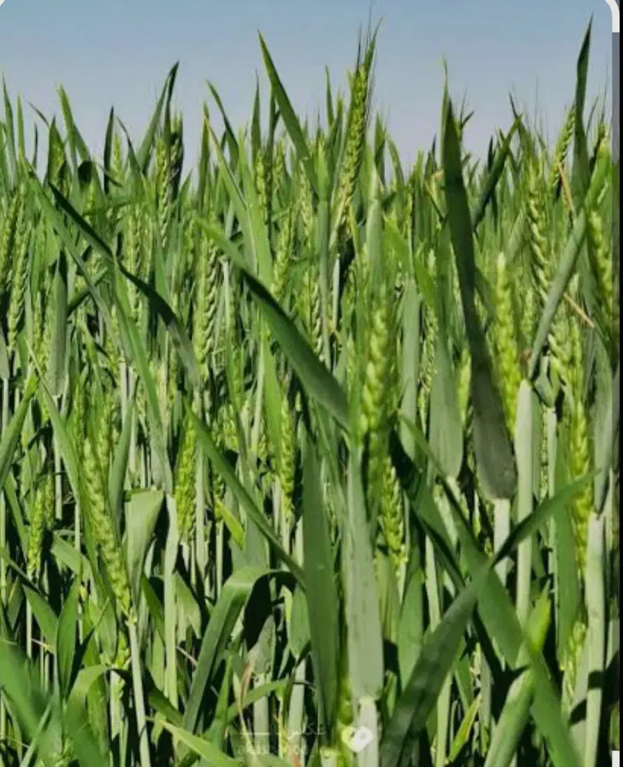 زمین کشاورزی قطره بارانی فروش فوری|فروش دفتر صنعتی، کشاورزی، تجاری|قصرشیرین, |دیوار