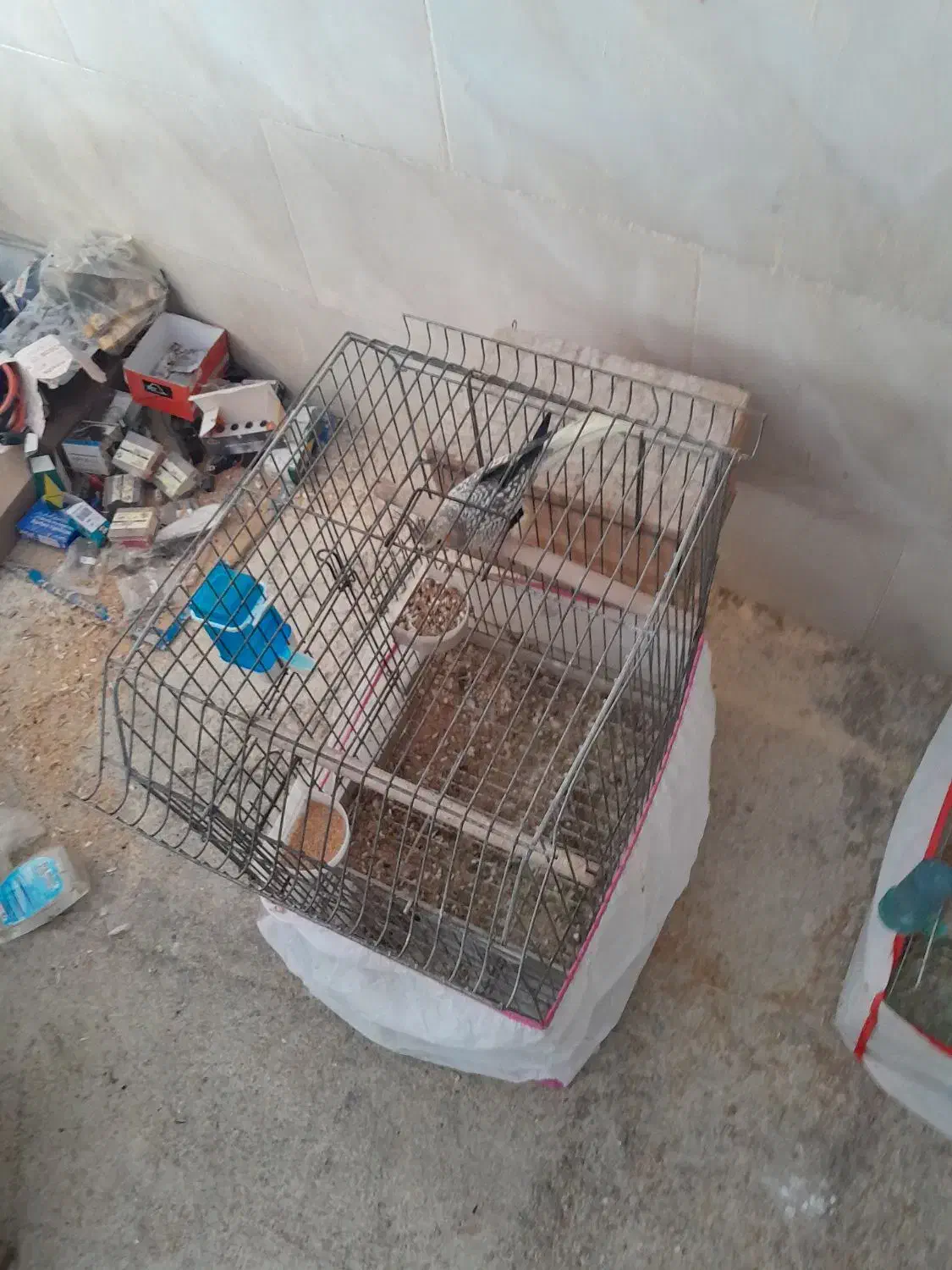 جفت عروس هلندی باجوجه|پرنده|عسلویه, |دیوار