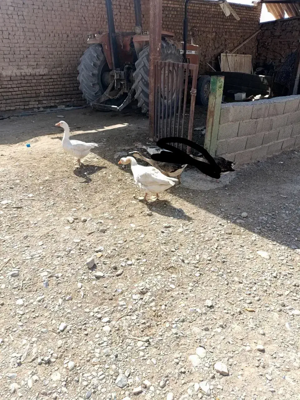 2عدد غاز|حیوانات مزرعه|گلبهار, نوبهار|دیوار