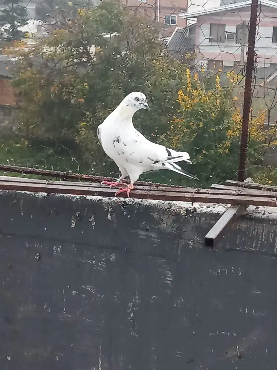 کبوتر پرشی|پرنده|قائمشهر, |دیوار