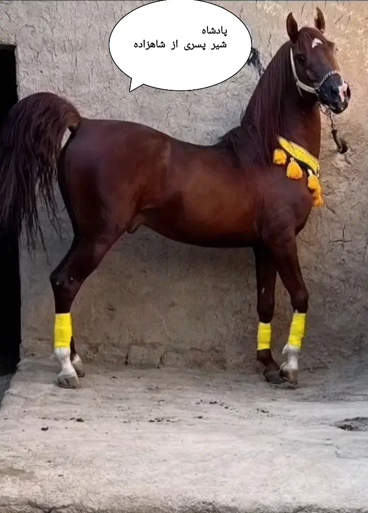 اسب نریان سلطنتی|اسب و تجهیزات اسب‌سواری|تهران, حر|دیوار