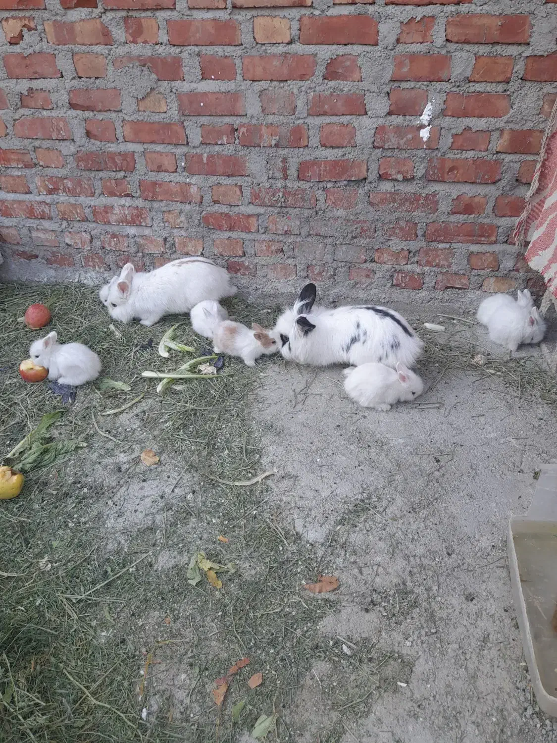 فروش خرگوش|موش و خرگوش|بوکان, |دیوار