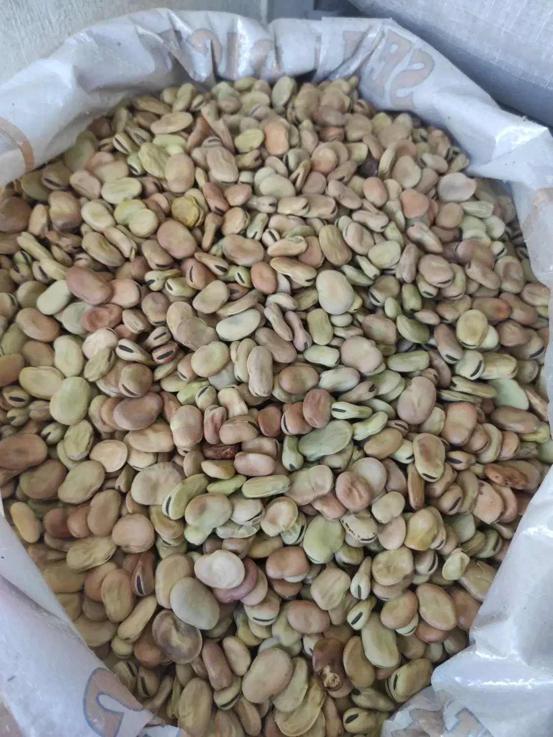 بذر باقالا گرگانی برکت و هیستال زودرس موجود است|خدمات باغبانی و درختکاری|دره شهر, |دیوار