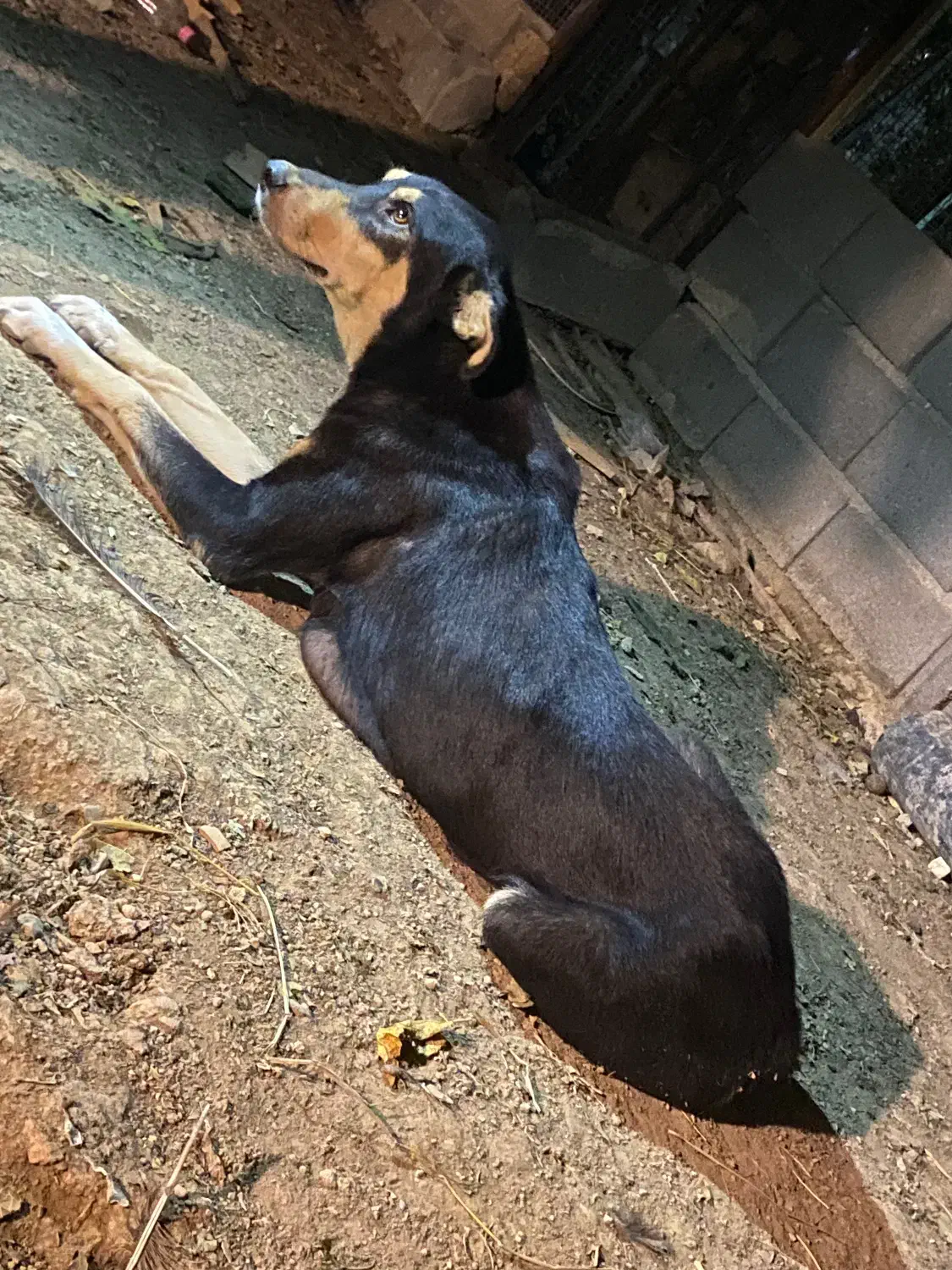 سگ دوبرمن مفت|سگ|تهران, نازیآباد|دیوار