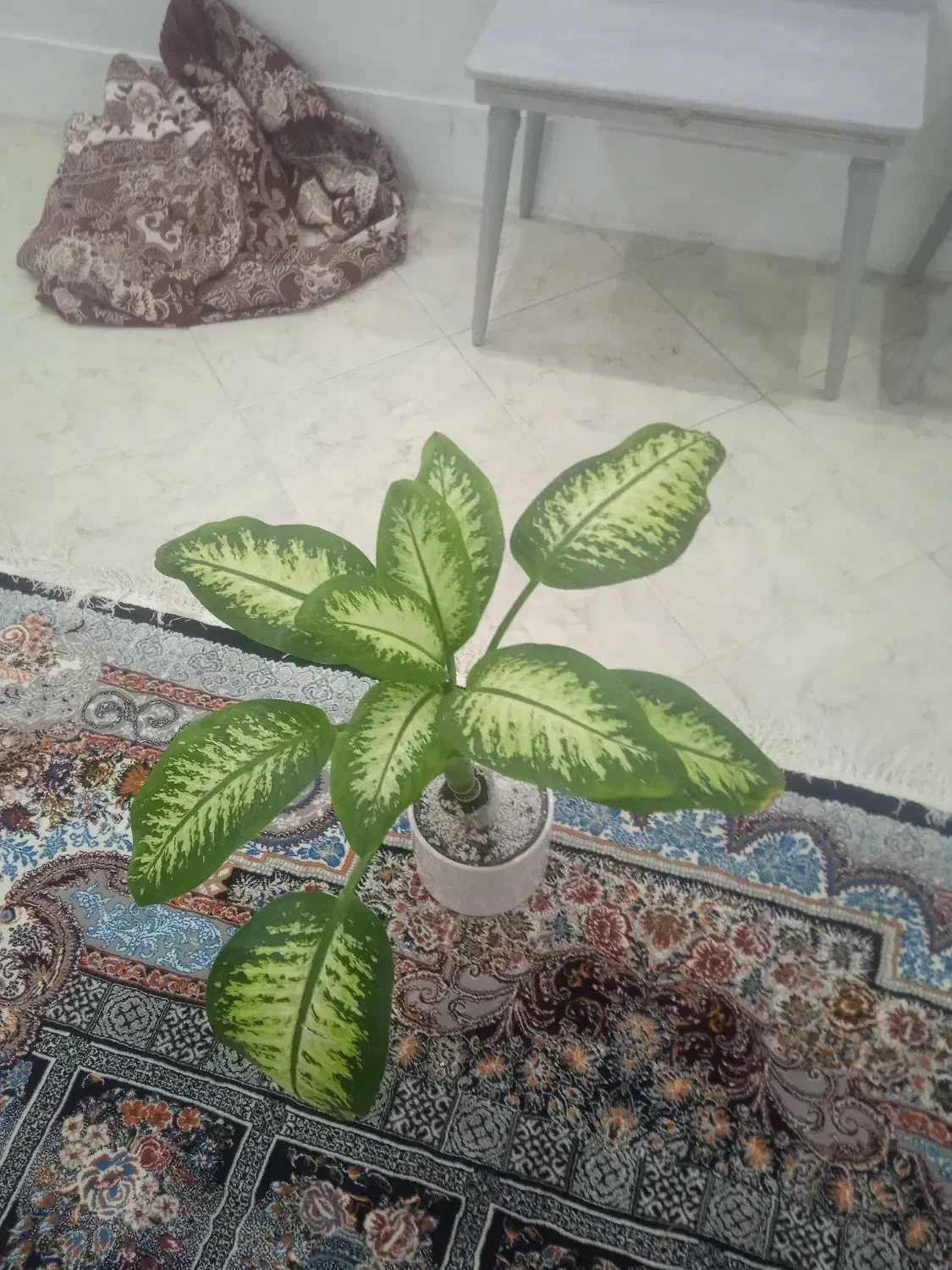 گل دیفن باخیا|گل و گیاه طبیعی|بیرجند, |دیوار