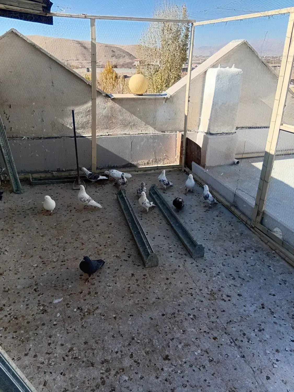 کفتر|پرنده|آبسرد, |دیوار