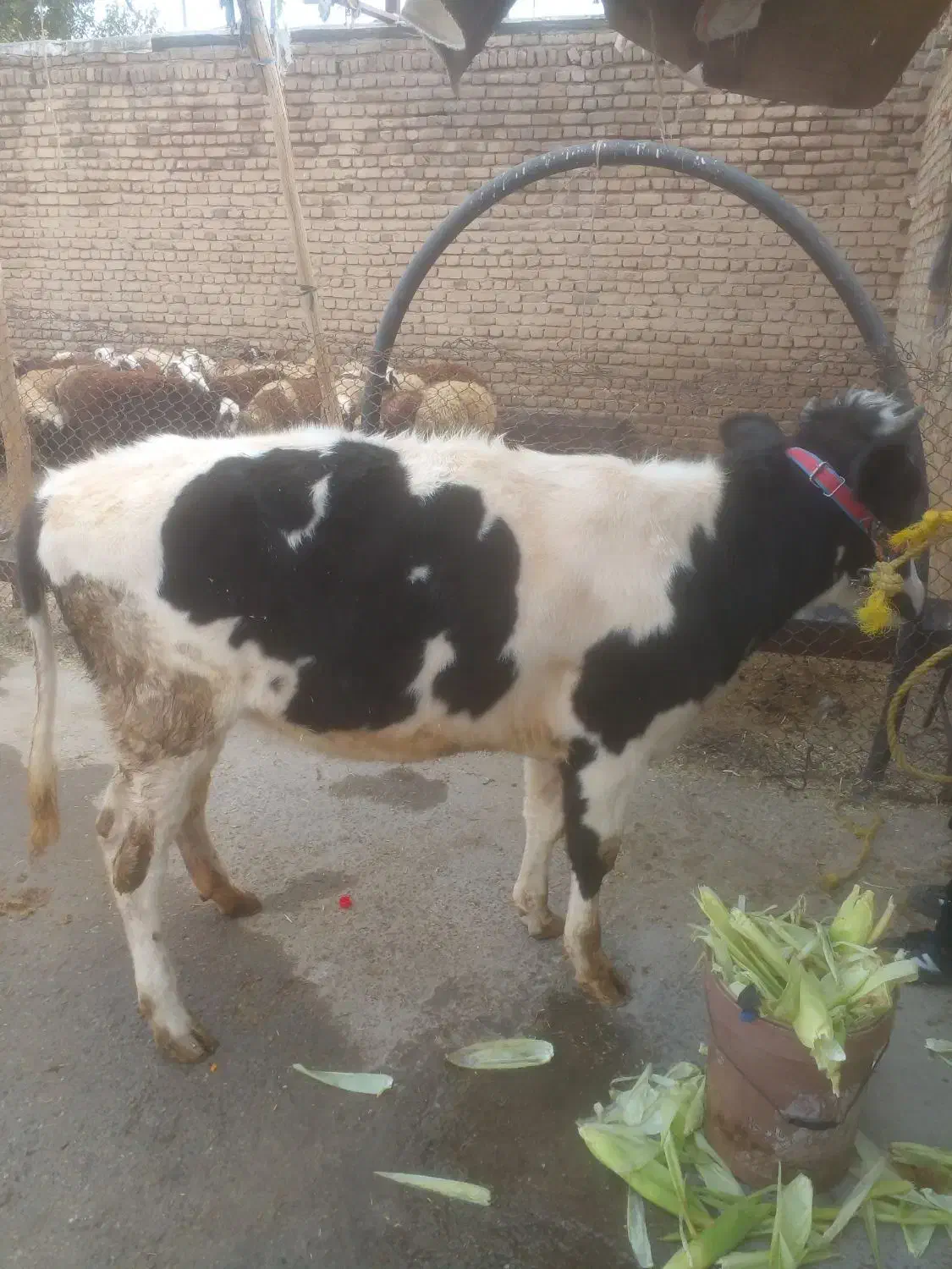۱ عدد گوساله ماده فروش بروجرد قلعه نو حکیمی|حیوانات مزرعه|بروجرد, |دیوار