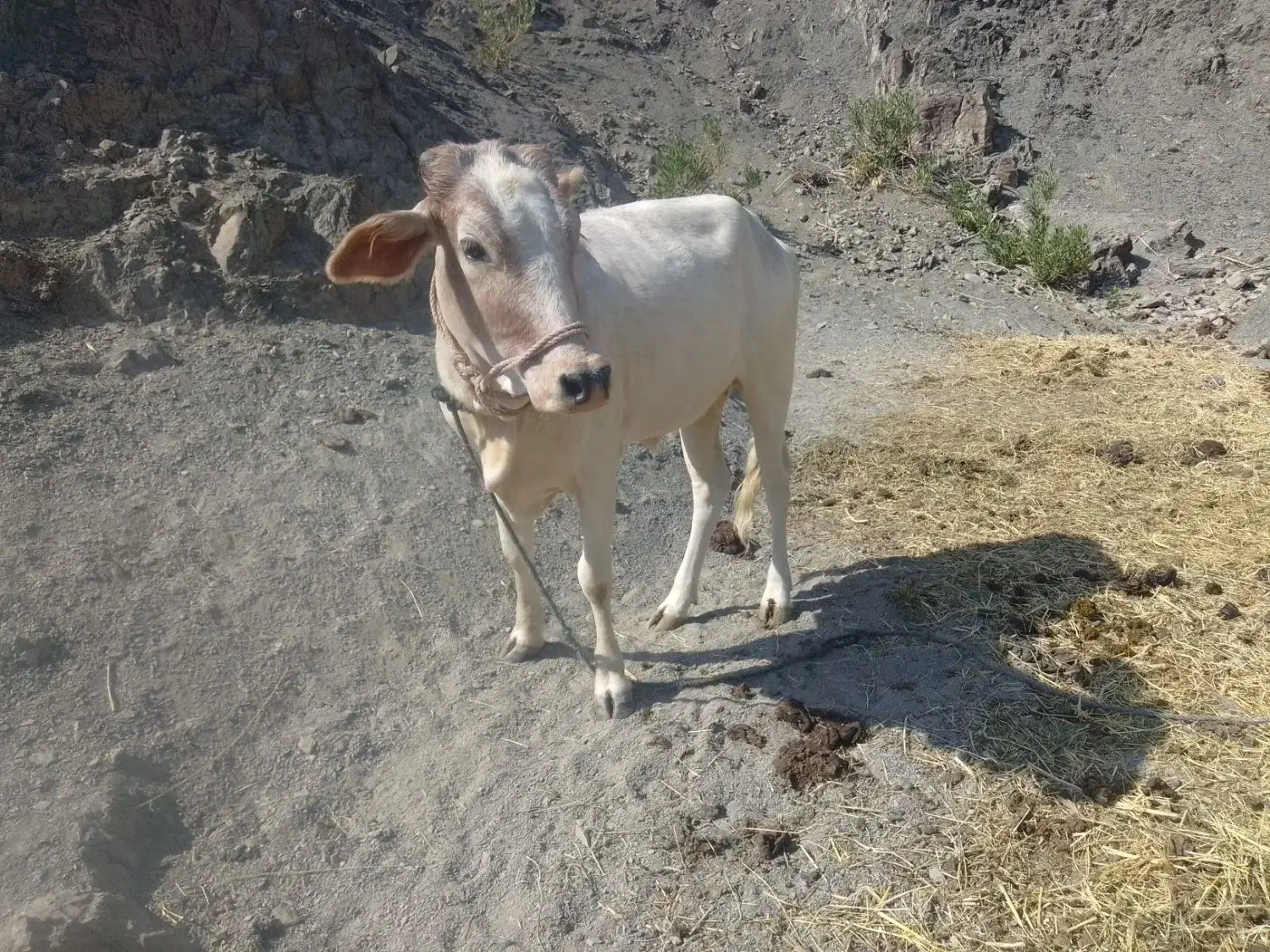 یک عدد گاو|حیوانات مزرعه|سرباز, |دیوار