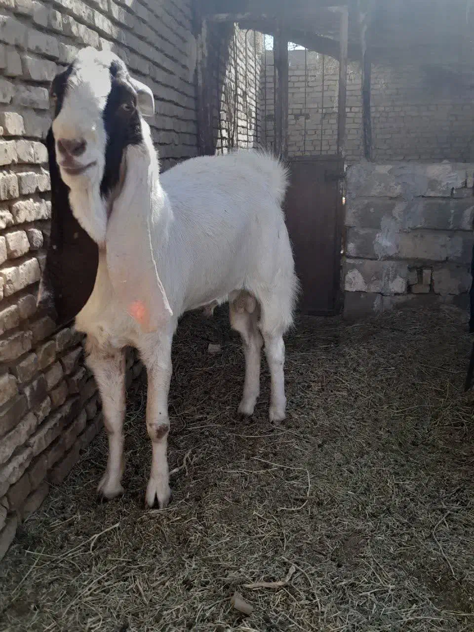 نری گلابی|حیوانات مزرعه|رفسنجان, |دیوار