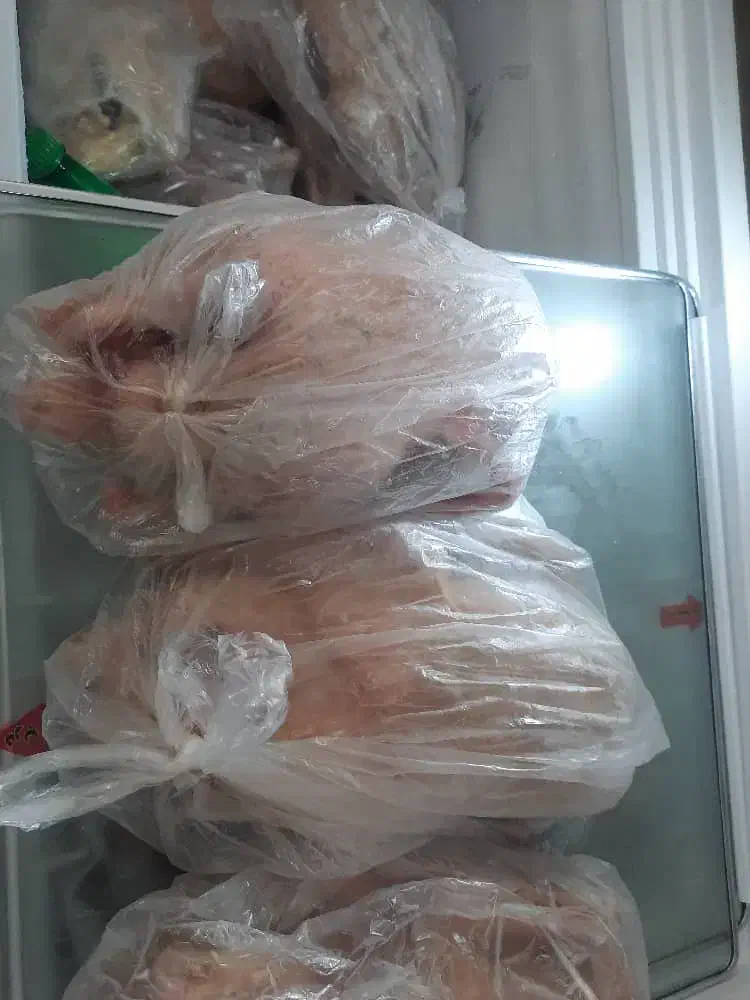 غاز محلی پاک کرده و آماده|حیوانات مزرعه|آستانه سرا, |دیوار