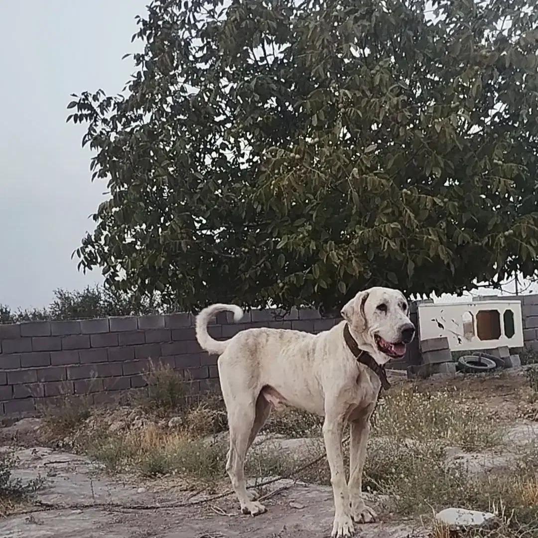 واگذاری سگ|سگ|چناران, |دیوار