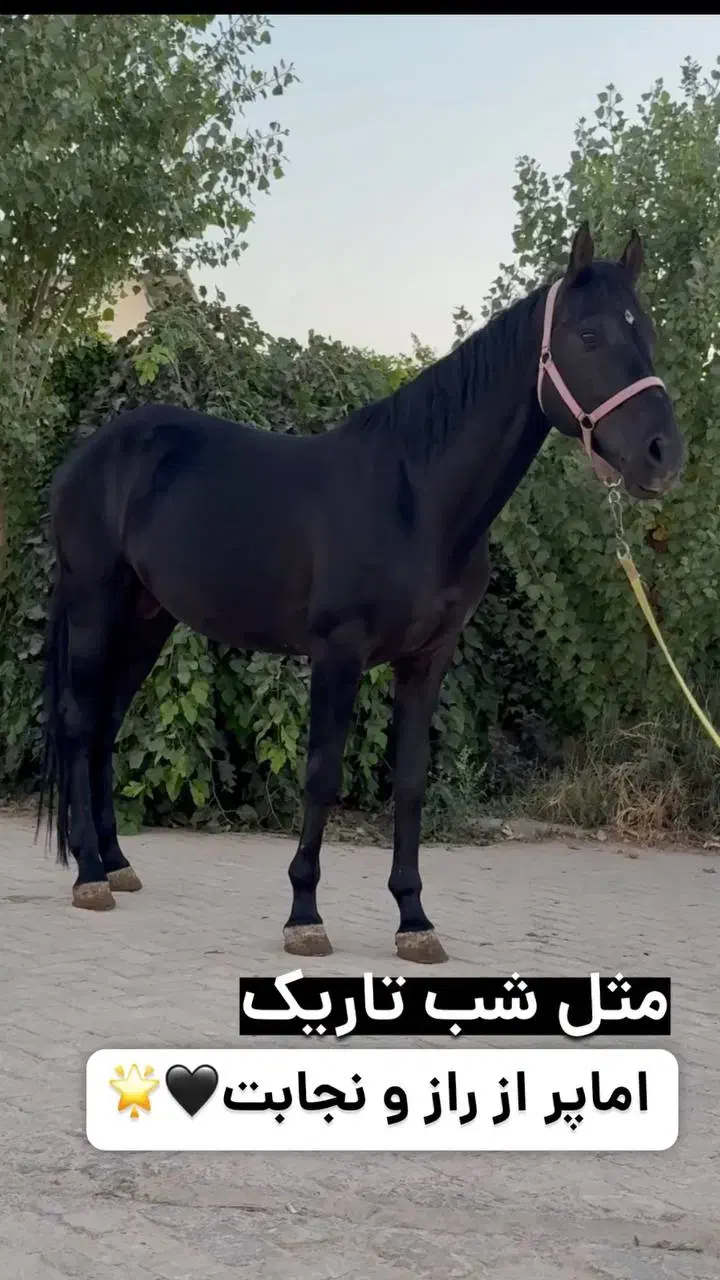 ترکمن خالص مشکی یکدست|اسب و تجهیزات اسبسواری|کرج, حصارک بالا|دیوار