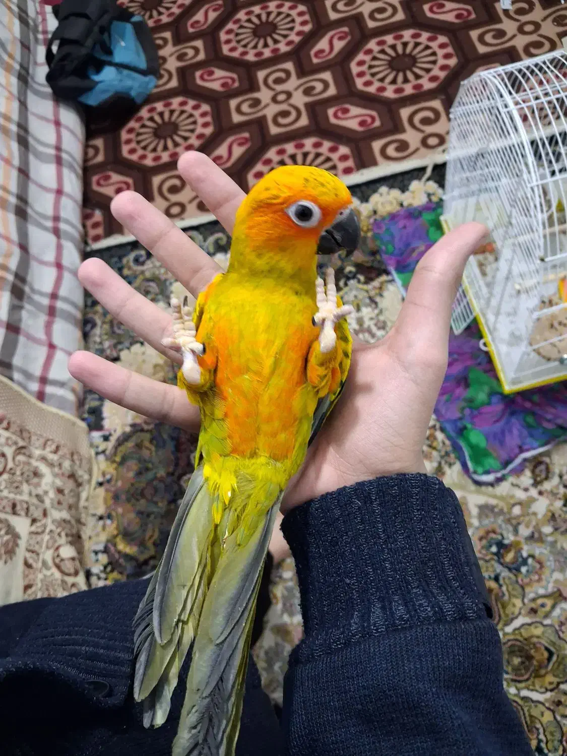 طوطی خورشیدی معاوضه|پرنده|ری, شهرک نظامی|دیوار