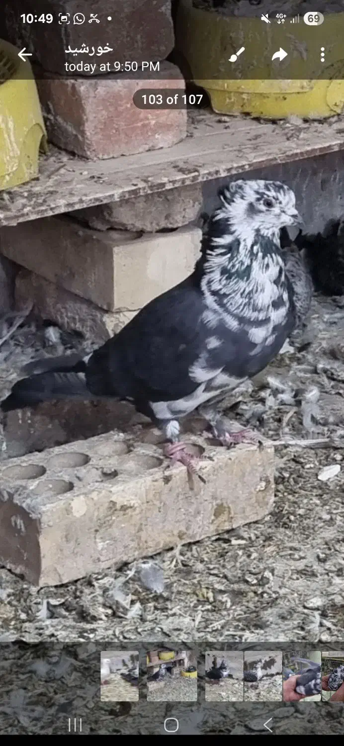 کفتر سینه باز قاره|پرنده|کرمانشاه, |دیوار