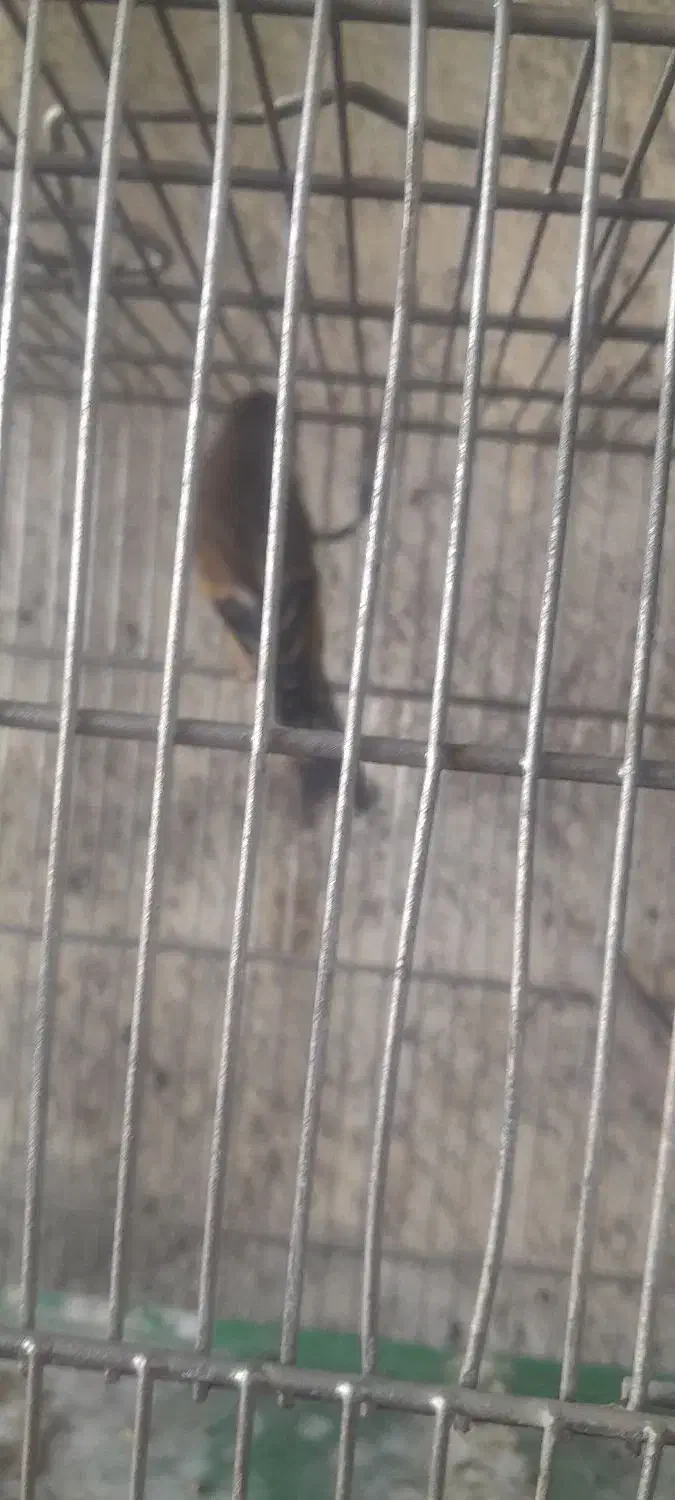 سهره قناری|پرنده|اردبیل, |دیوار