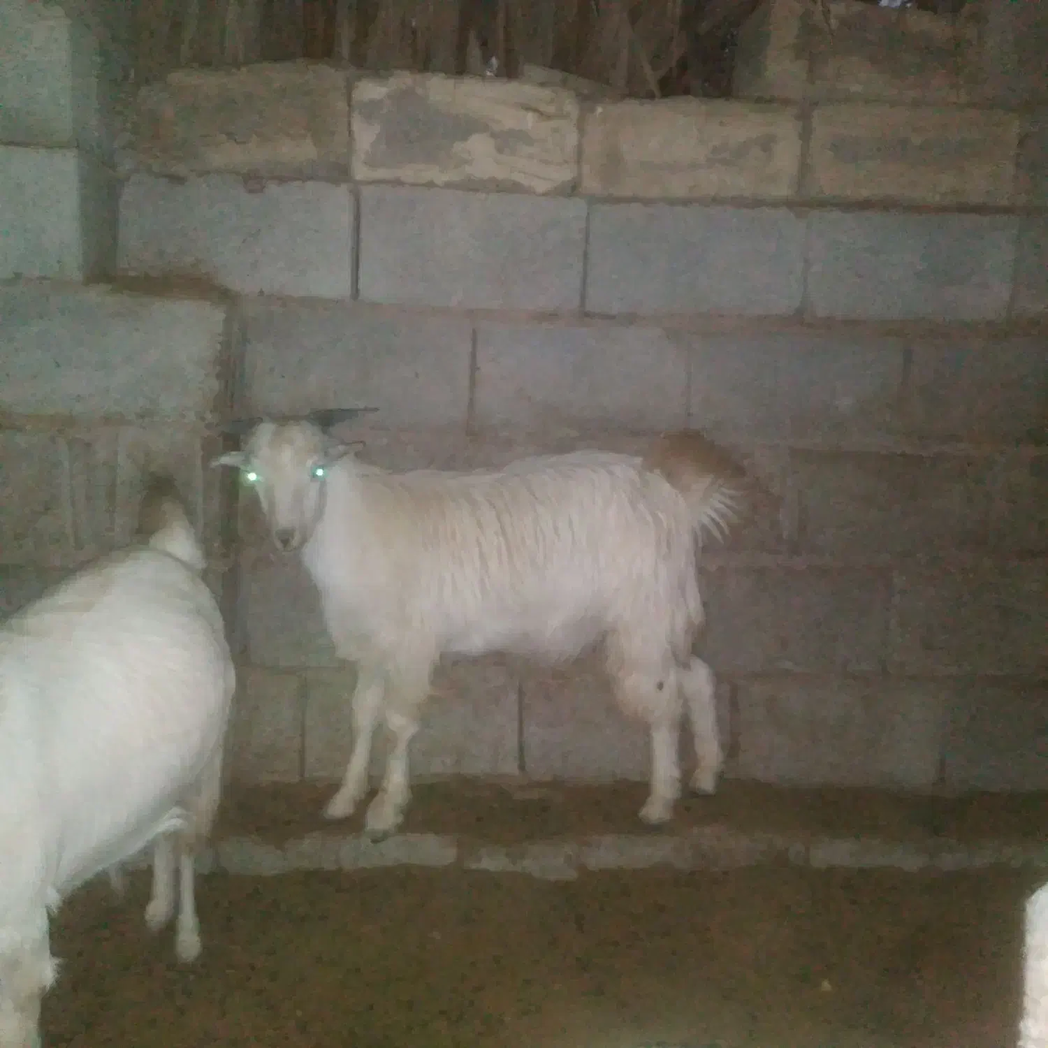 کهره نر چاق|حیوانات مزرعه|ارزوئیه, |دیوار