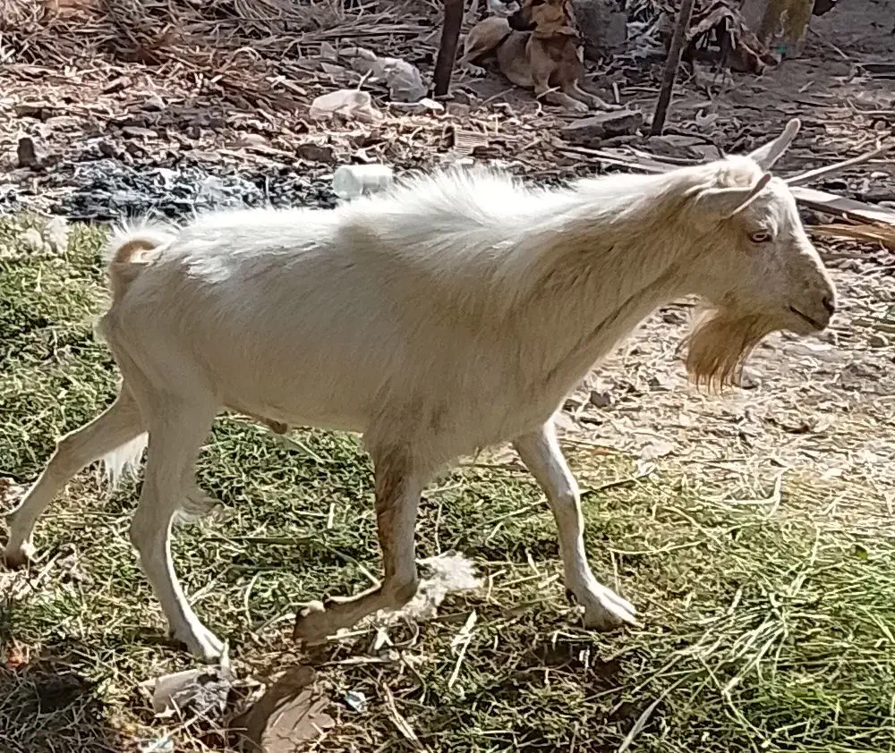 نری وگیسه مایکرد|حیوانات مزرعه|زاهدان, |دیوار