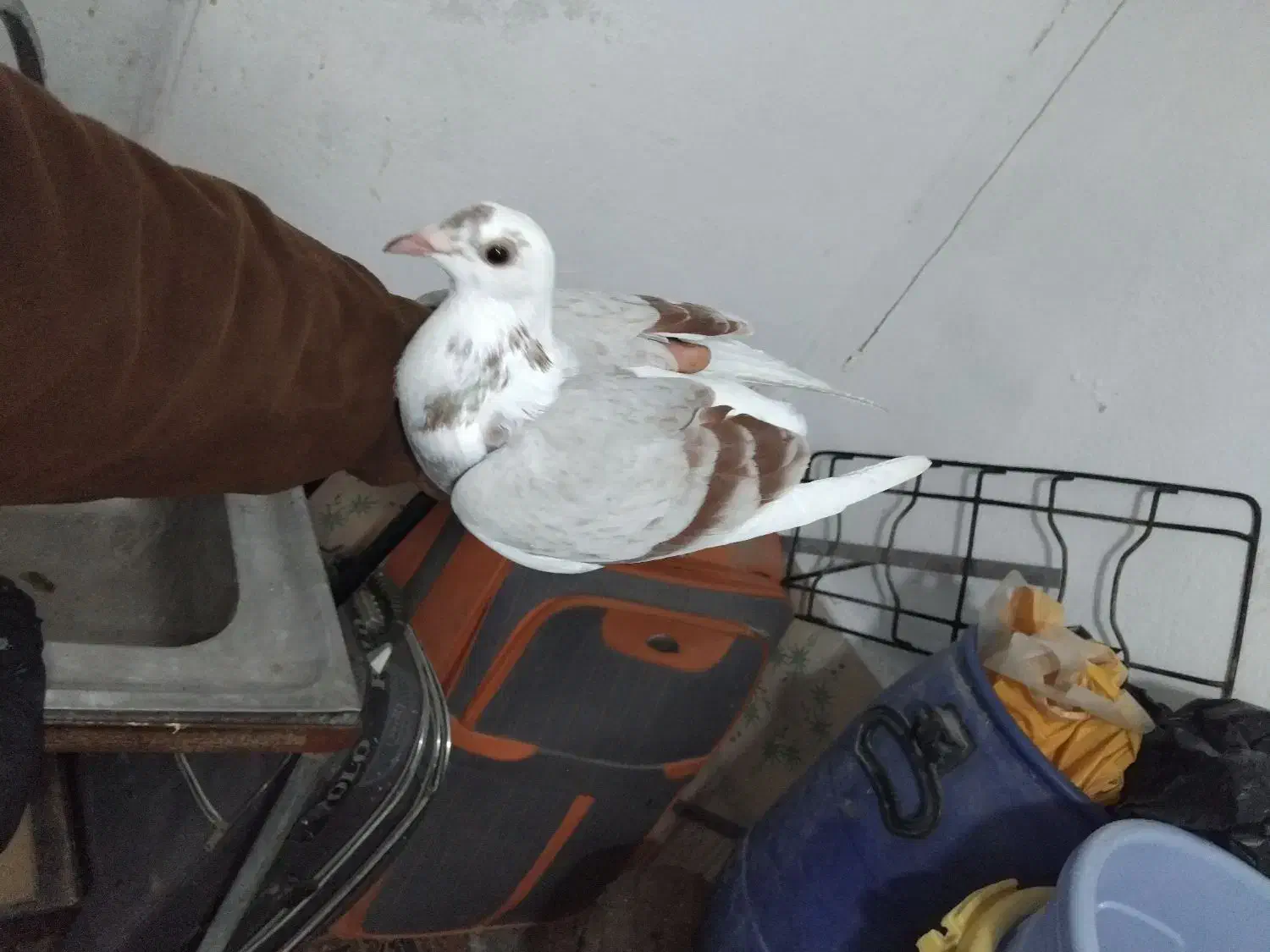 کبوتر دوبال اهوازی|پرنده|گرگان, |دیوار