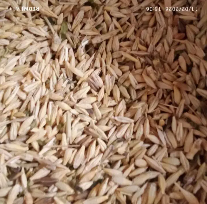 بذرگندم وجو|گل و گیاه طبیعی|آبکوه, |دیوار