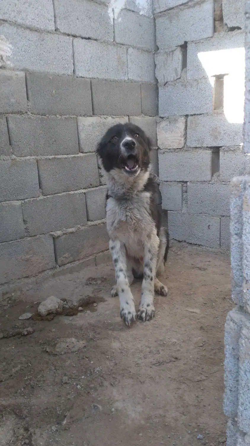 سگ های. نگهبان. واگذاری دهن پاک. به شرط|سگ|جوادآباد, |دیوار