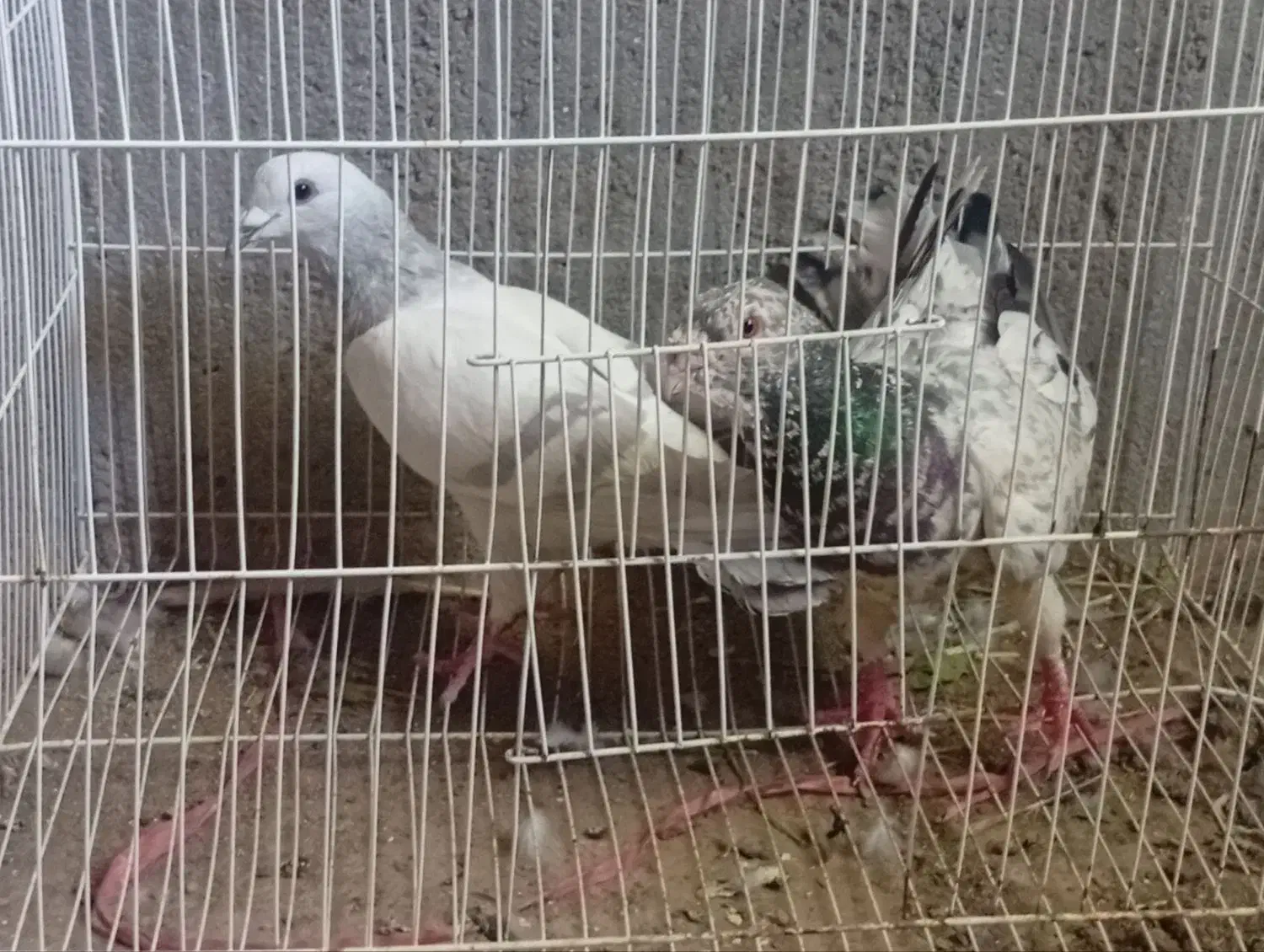 جفتگاه|پرنده|تربت‌حیدریه, ۴۵ متری|دیوار