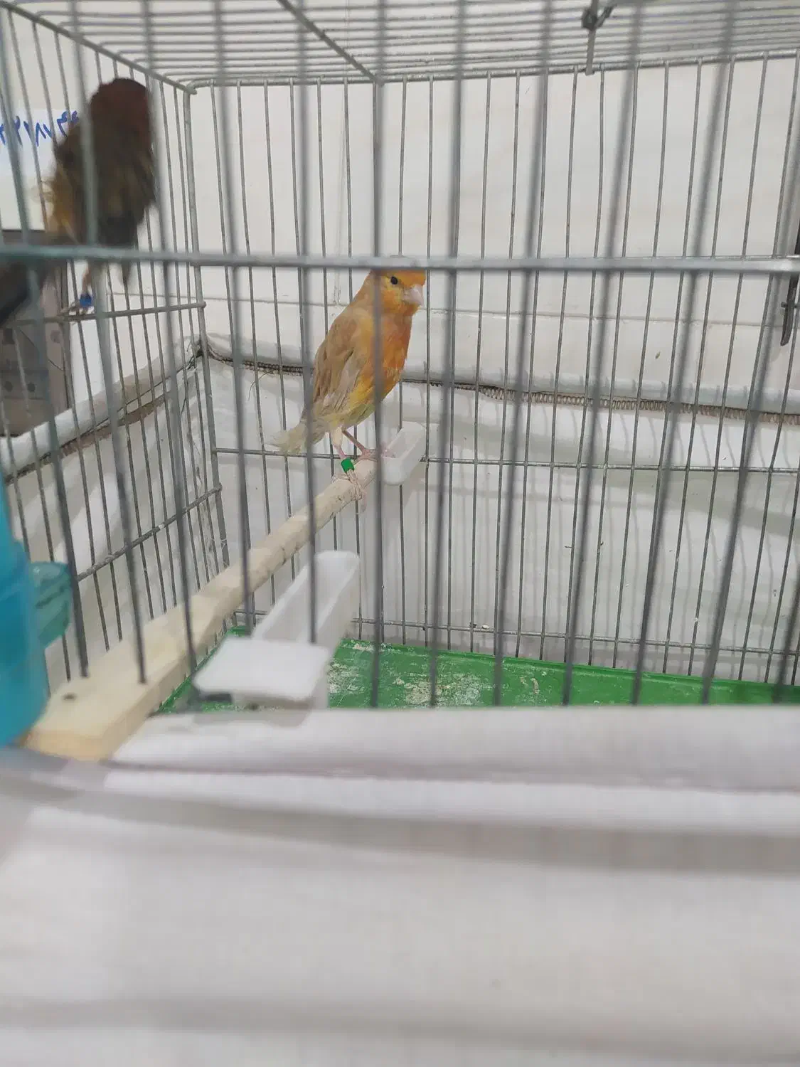 قناری ماده آماده|پرنده|محمدشهر, محمدشهر|دیوار