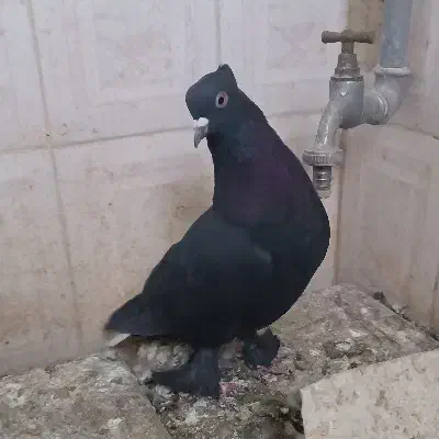 کفتر کبوتر نر|پرنده|کرمان, |دیوار