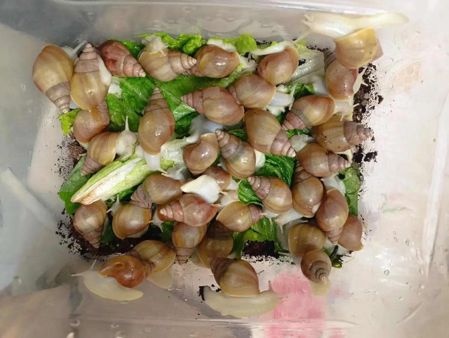 حلزون طبی|خزنده|مشهد, نکاح|دیوار