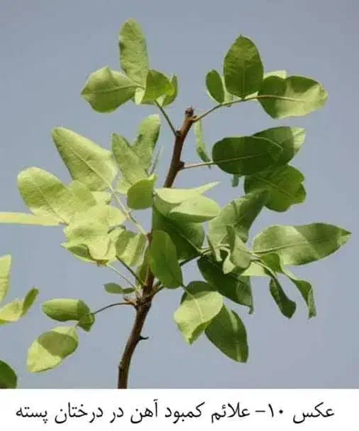 فروش حبه آب شیرین|فروش زمین و ملک کلنگی|زید آباد, |دیوار