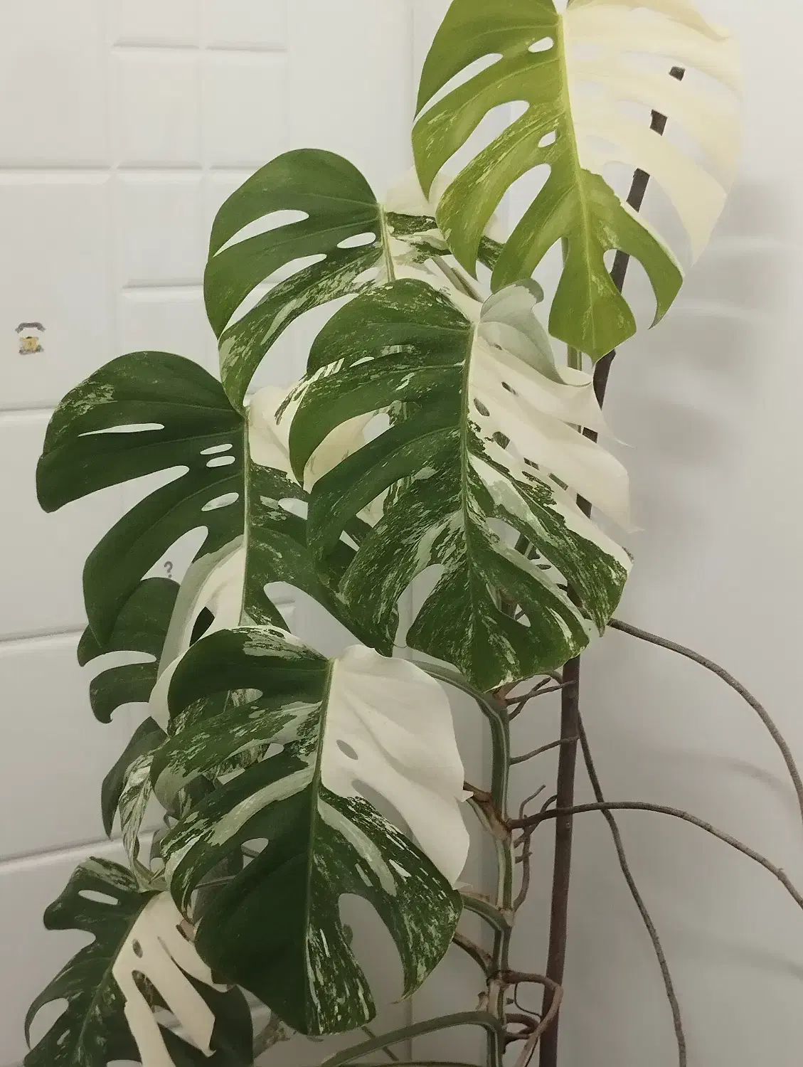 فروش گل|گل و گیاه طبیعی|مشگین شهر, |دیوار