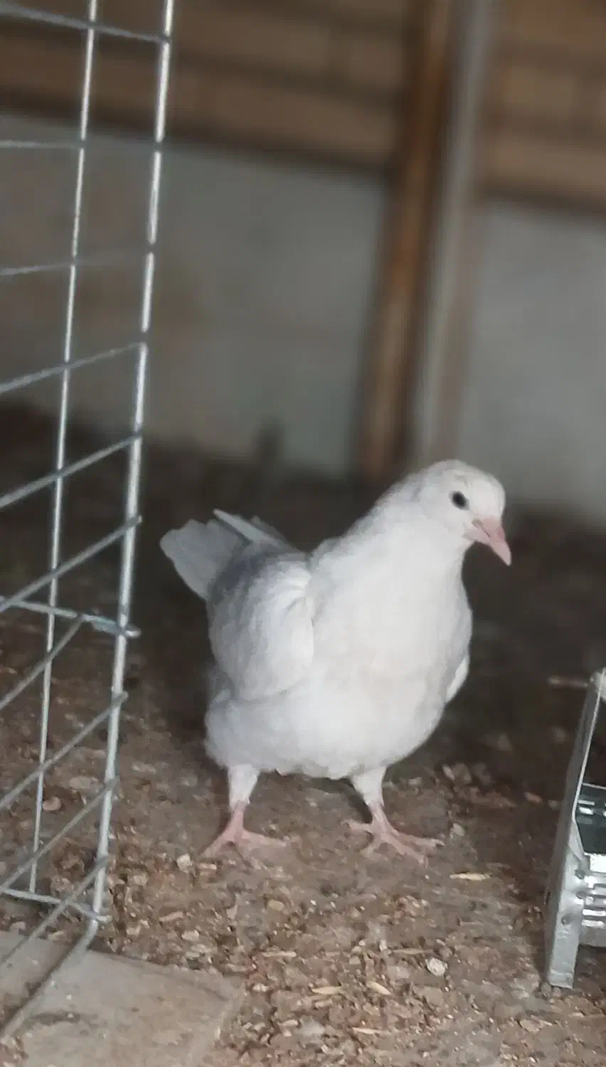 موقعیت بافق  خیابان شیخ محمد تقی|پرنده|بافق, |دیوار