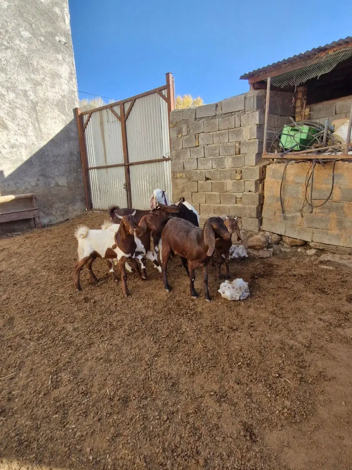 بز پاکستانی|حیوانات مزرعه|سربند, |دیوار