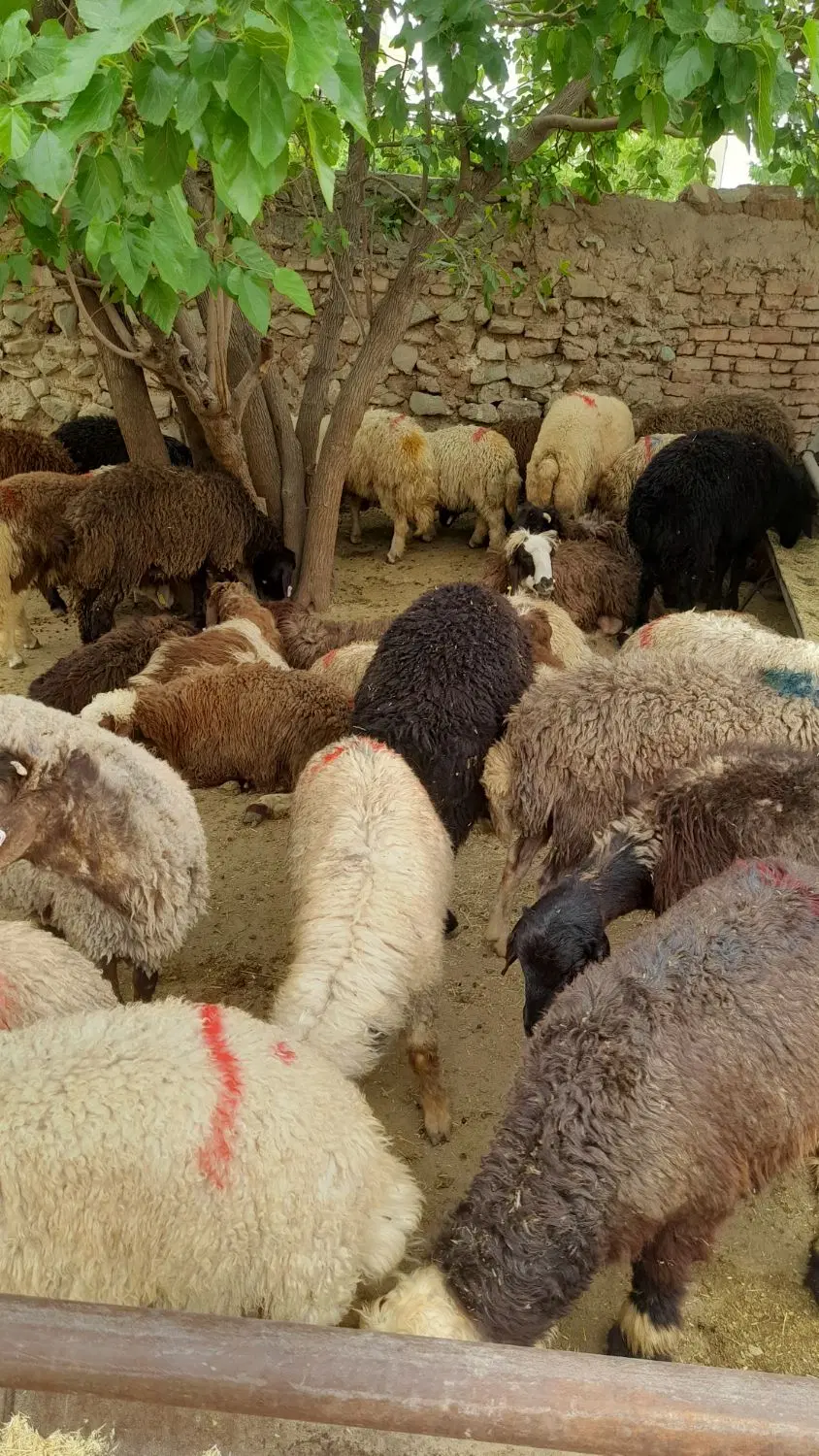 بره نرینه زنده درتهران|حیوانات مزرعه|تهران, جیحون|دیوار
