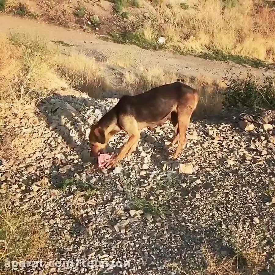 واگذاری سگ رایگان|سگ|بستان آباد, |دیوار