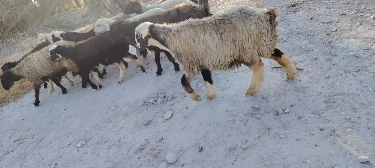 میش آبستن داشتی|حیوانات مزرعه|جره و بالاده, |دیوار