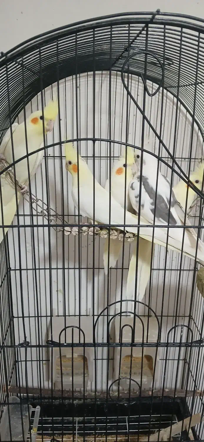 عروس هلندی|پرنده|تربت‌حیدریه, بازار|دیوار