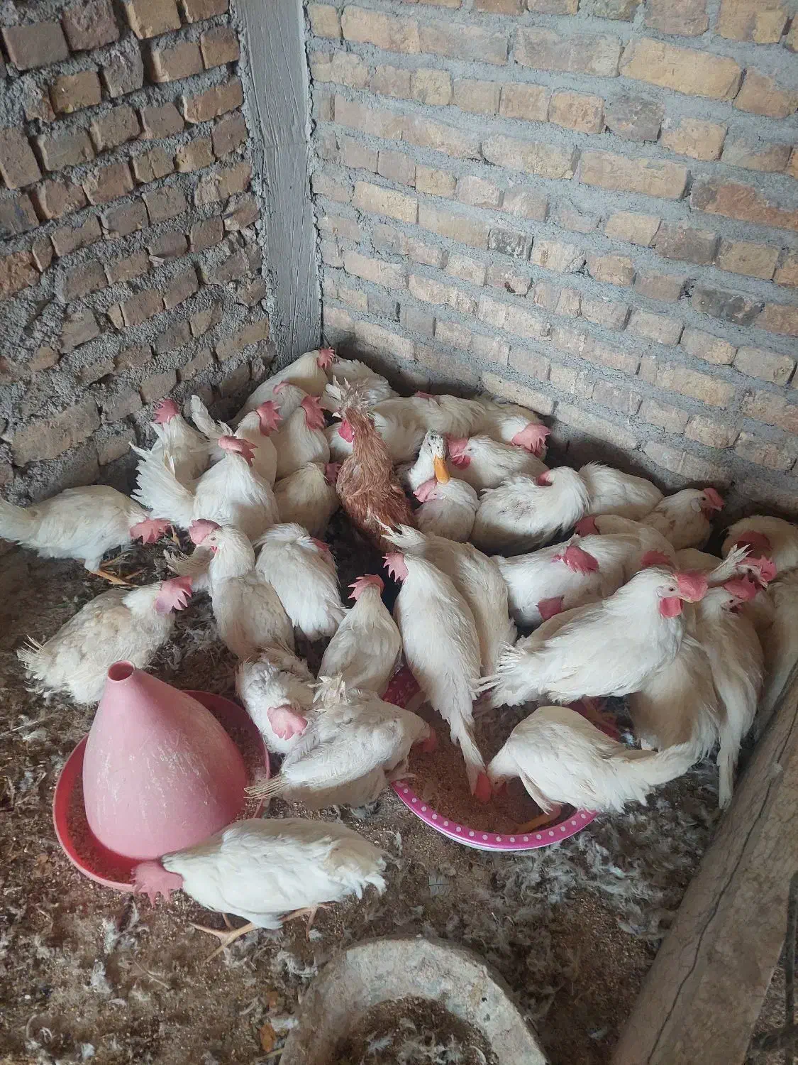 مرغ خروس|حیوانات مزرعه|حمیدیا, |دیوار