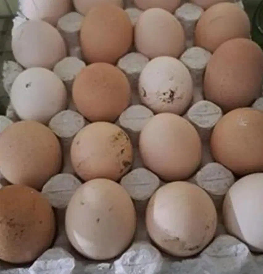 تخم لاری تخم برهمادوتاشم دارم|حیوانات مزرعه|آستارا, |دیوار