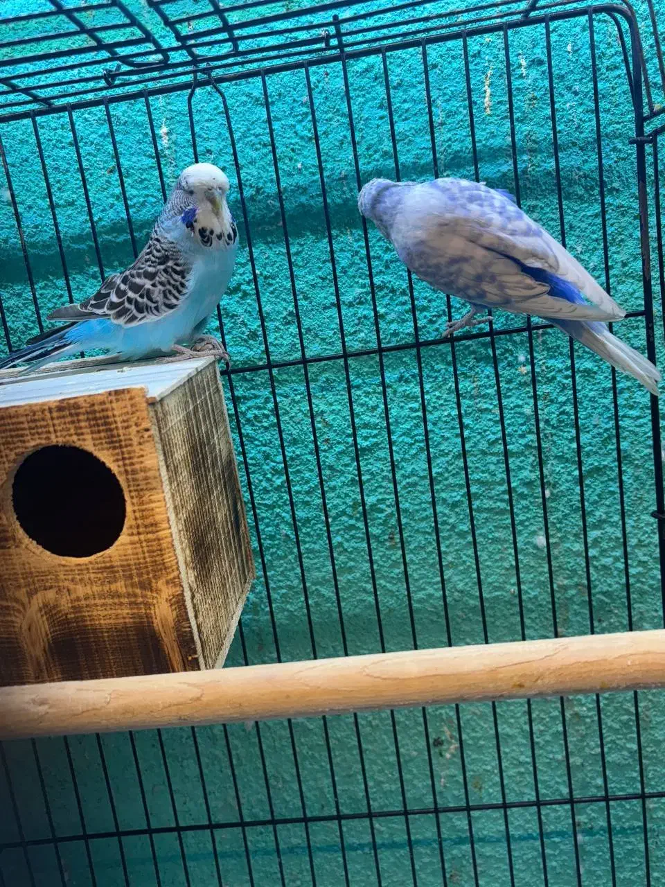 مرغعشق انگلیسی مولد|پرنده|قائمشهر, |دیوار