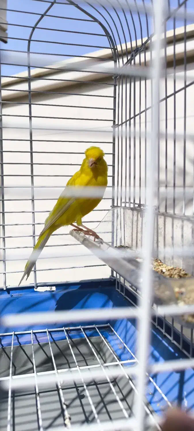 قناری نر سوپر|پرنده|سوسنگرد, |دیوار