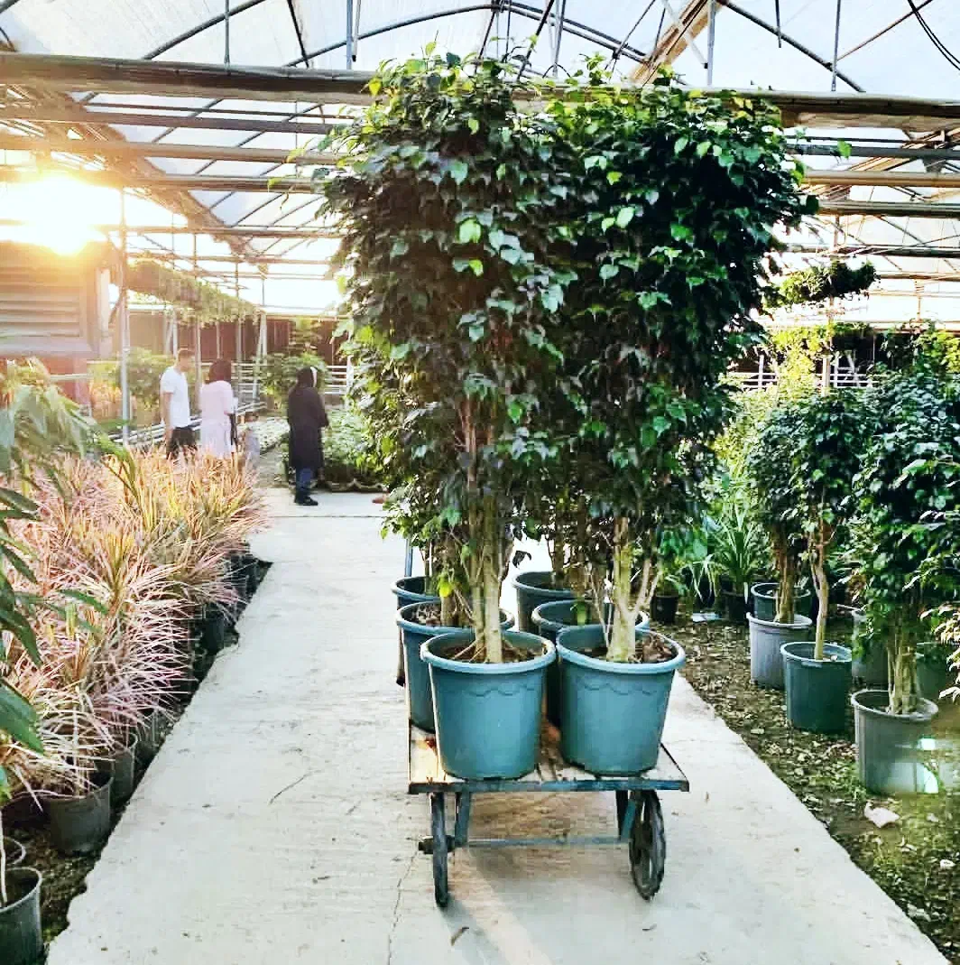 واگذاری دامنه سایت گلخانه|گل و گیاه طبیعی|رشت, نظری|دیوار