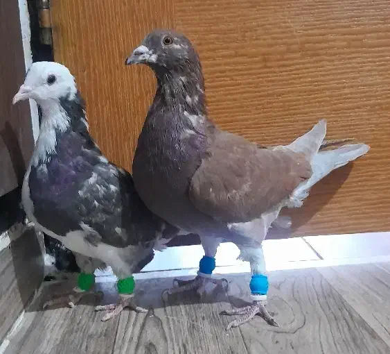 دوعدد کبوتر پرشی|پرنده|محمدیه-قزوین, |دیوار