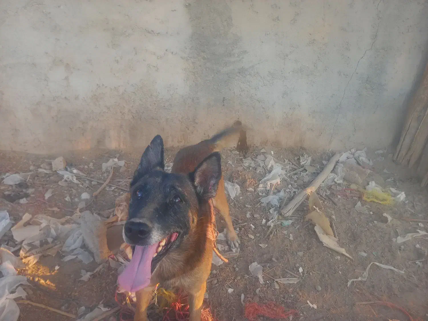 سگ نر|سگ|جیرفت, |دیوار