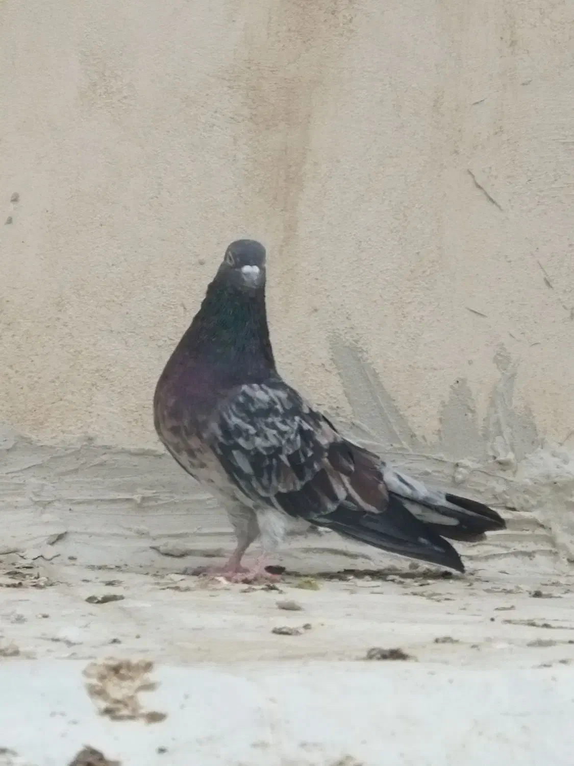 سرور رفتنی|حیوانات|ارومیه, |دیوار